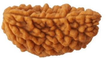 1 Mukhi Rudraksha