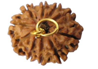 10 Mukhi Rudraksha, Size : 22-25 Mm