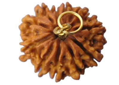 11 Mukhi Rudraksha, Size : 24-26 Mm