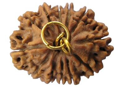 12 Mukhi Rudraksha