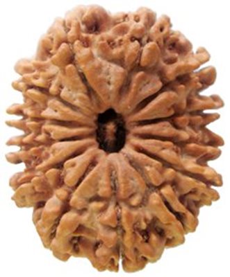 13 Mukhi Rudraksha, Size : 26 Mm - 28 Mm