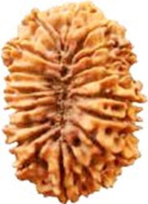 18 Mukhi Rudraksha