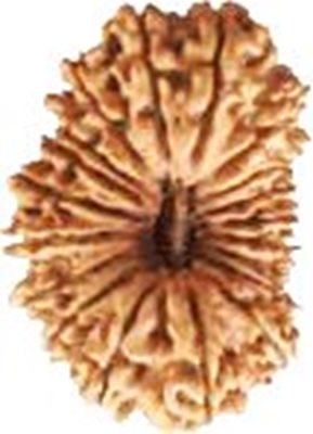 19 Mukhi Rudraksha