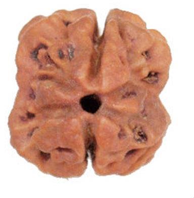 2 Mukhi Rudraksha, Size : 15 Mm - 18 Mm