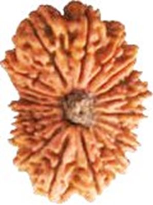 20 Mukhi Rudraksha