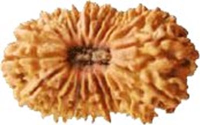 21 Mukhi Rudraksha