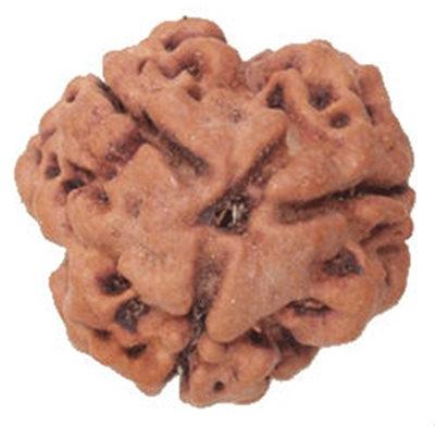 3 Mukhi Rudraksha