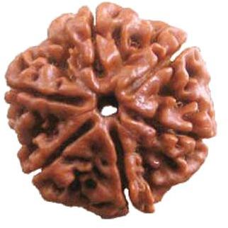 6 Mukhi Rudraksha, Size : 20 Mm 22 Mm