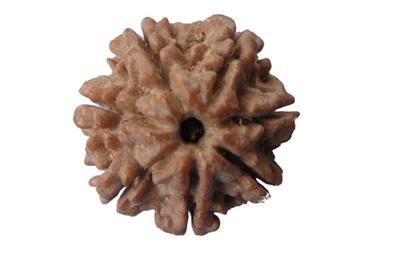 7 Mukhi Rudraksha, Size : 19 Mm - 22 Mm