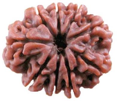 9 Mukhi Rudraksha