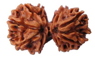 Gauri Shankar Rudraksha