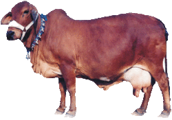 Live Red Sindhi Cow