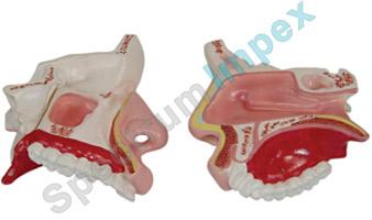 ANATOMICAL NASAL CAVITY