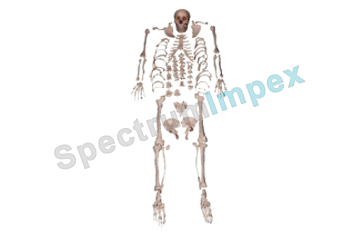 DISARTICULATED SKELETON MODEL