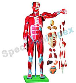 Human Body Muscles Model