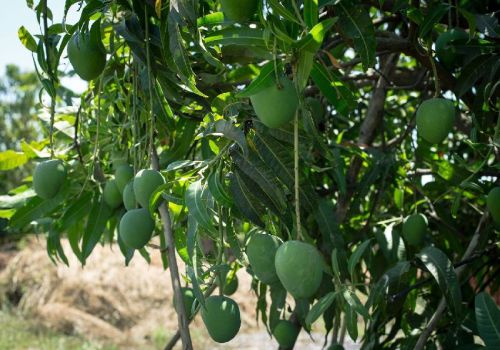 Ratnagiri Hapus Mango