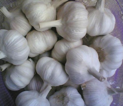 Fresh garlic, Delivery Available : Vegetable