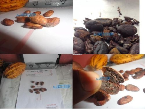 Cocoa beans, Packaging Type : 50; 60kg, Form : Bamenda or Buea