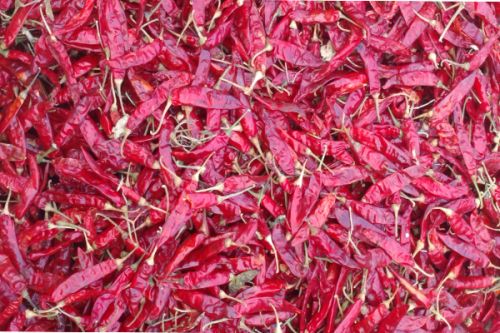 Chilli, Color : 40-50 ASTA