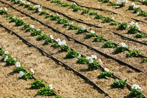 Drip Irrigation