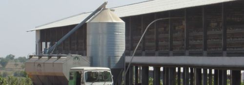 POULTRY FEED SILO