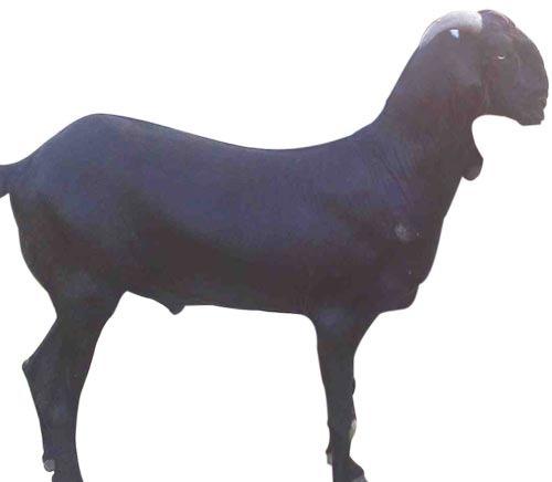 Black Bengal Goat