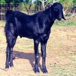 Osmanabadi Goat