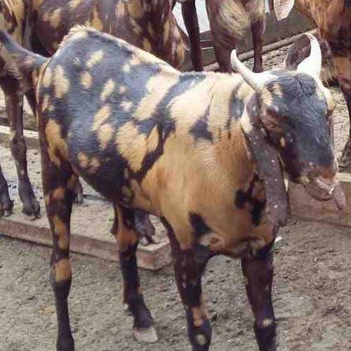 Sirohi Goat