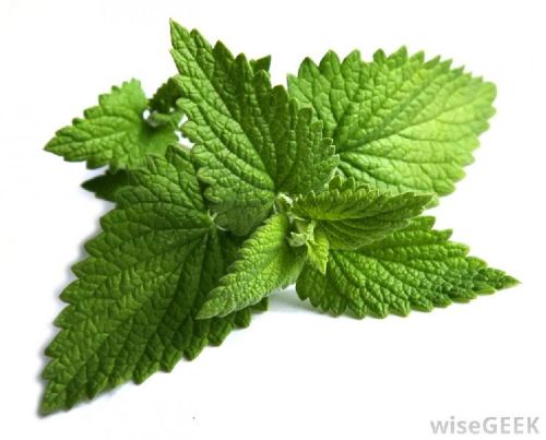 Mint Leaf