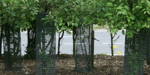 Mesh Tree Guards