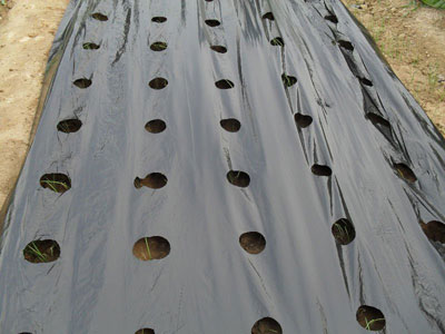 Mulch Film, For Agricultural, Length : 300, 400, 800, >