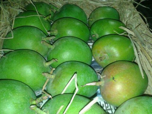 Organic Fresh Green Mango, For Food Medicine, Human Consumption, Certification : Apeda Certificate