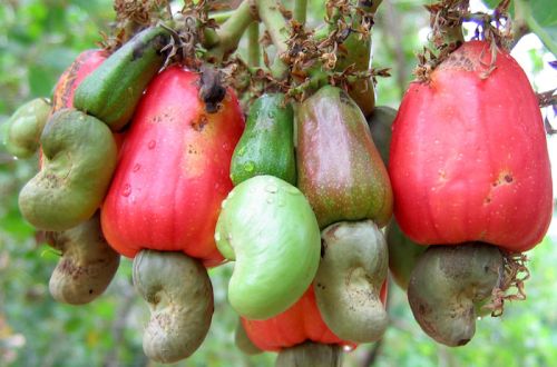 Curve Natural Raw Cashew Nuts, For Food, Certification : FSSAI Certified