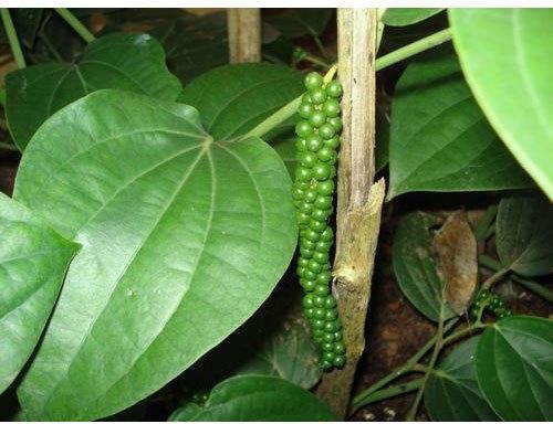 Black Pepper Plant