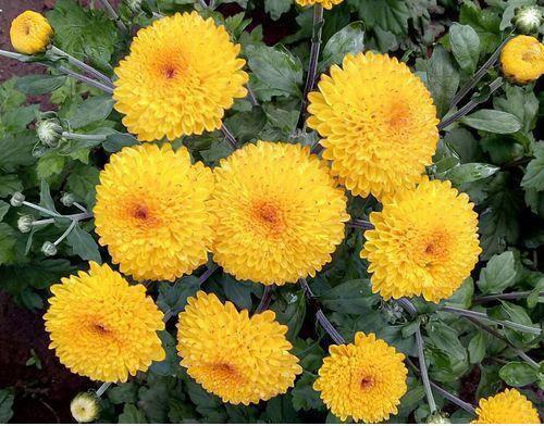 Yellow Marigold Flower Plant