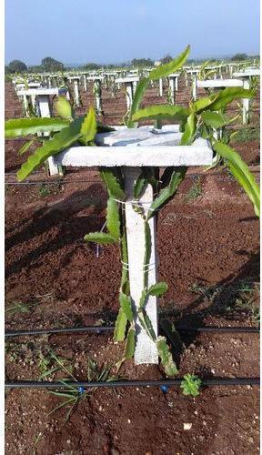 White Flesh Dragon Fruit Plant