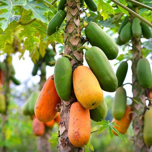 Natural Papaya Plant