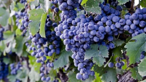 Fresh Black Grapes, Size : Medium