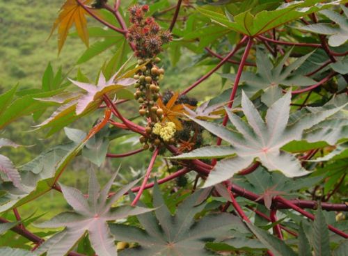 Eranda Moola (Ricinus Communis)