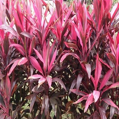 Dracaena Mahatma Outdoor Plant