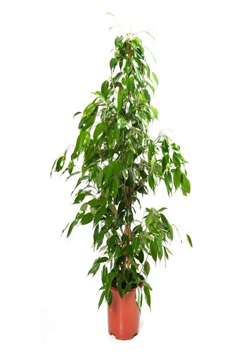 Ficus Benjamina Outdoor Plant