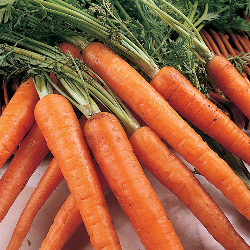 Fresh carrot, Purity : 99%