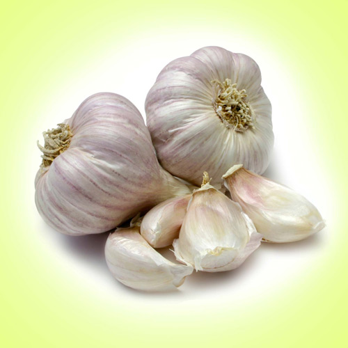 Fresh garlic, Delivery Available : Vegetable