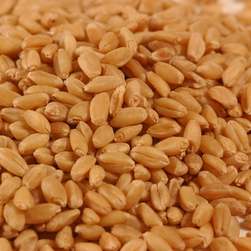 Wheat seeds, Shelf Life : 1 Year