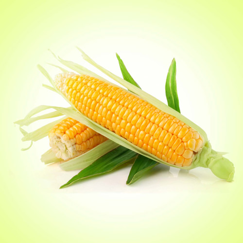 Yellow corn, Speciality : Organic