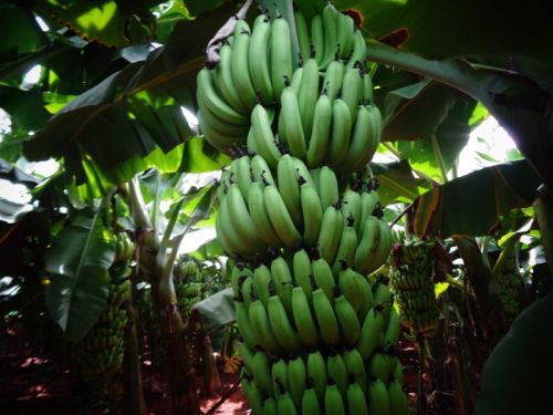 Green Cavendish Banana