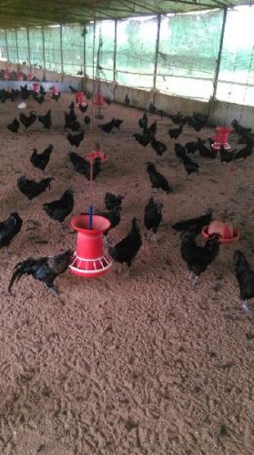 Kadaknath Live Chicken