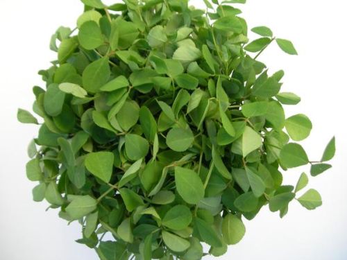 Fenugreek Seeds