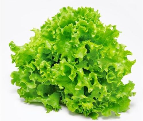 Green Lettuce Seeds