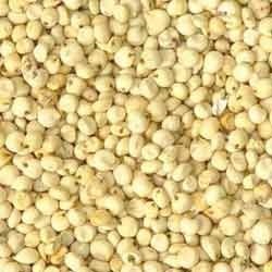 White Sorghum